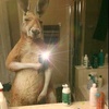 kangaroo7868