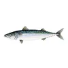 mackerel.ox