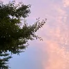 nerezdnyy