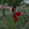 maloka12.4
