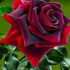 user13631325032095