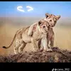 zin_832