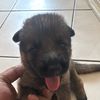 koko.friend2