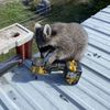 hoboinawetsuit