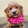 staygoldensophie
