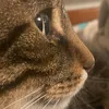 catscientist13