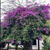 zinzafnid94
