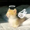cam_ne_1