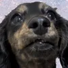 ｩﾀﾆｬﾝｺ🎵
