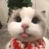 diiemquynhh00