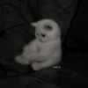 basma0514