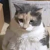 gatogordo2_la_venganza