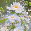 judy.ahmed768