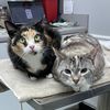 catladykatie5