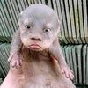 musang.slowmo