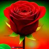 user98142203861062