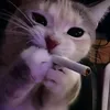 karapooz_66k