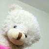 sofi22448