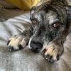 12768doogie