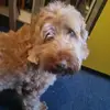 fred_the_ball