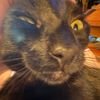 farbly_meow