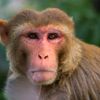 estranged_monkey