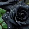 mahamad_mamgur