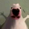 chilitoxd77