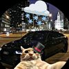 the.soda.cat.plus