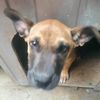 nose_77193