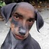 scarablover4