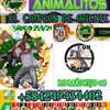 el.campeon.de.ori