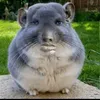 fondotoqueymequeme