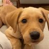 pet funny time
