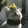wstxryi