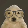 perrito_sabelotodo