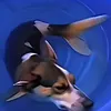 rybasobaka