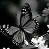 aima.abbasi24
