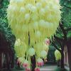 ma.khin.lay.mu8
