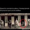 lhoummfor0