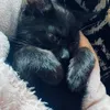 xcharliethekittenx