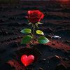 user4323422006560