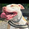 kamala_pit