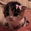 kittyeame