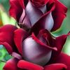 md.sohidul2287