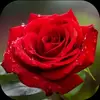melekahmedli37