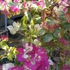 smallgardenwithrj