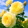 mahasin.abaker7