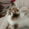 eliss.sbrtov