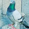 user924126280